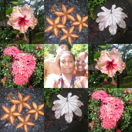 MADININA: île au fleur